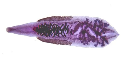  Clonorchis Sinensis: Miten Tästä Mahasuolimatoja Tuottavasta Tähtimatkasta Saadaan Maailman Parasitit Poistettua?