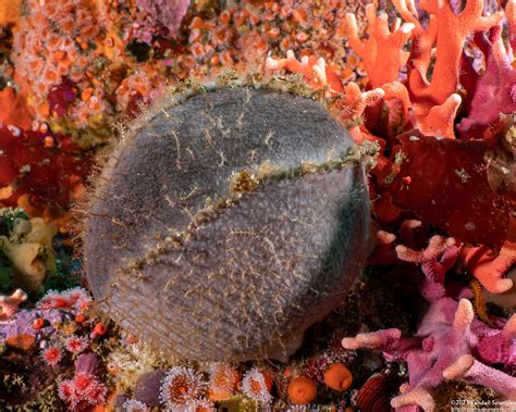  Craniella! A Colorful Sponge Offering Unique Insights into Shallow Water Ecology