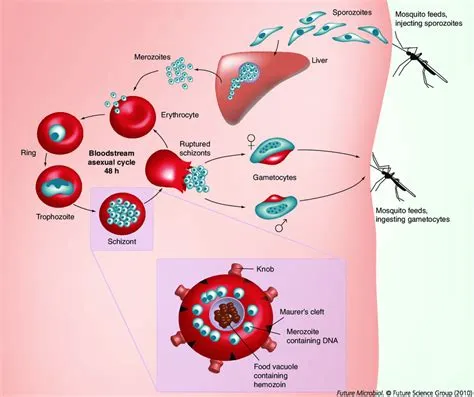  Falciparum Malaria Parasite: An Invisible Assassin Lurking Within Our Bloodstream!