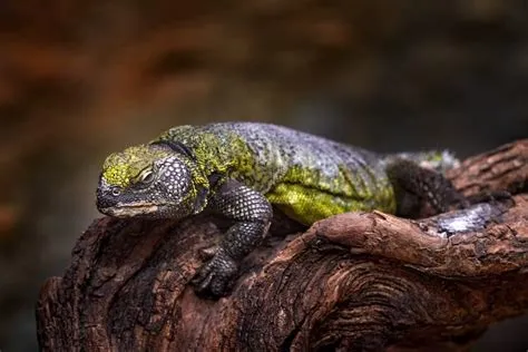  Uromastyx! A Master of Desert Survival, This Lizard With Ancient Roots Thrives Under Scorching Suns