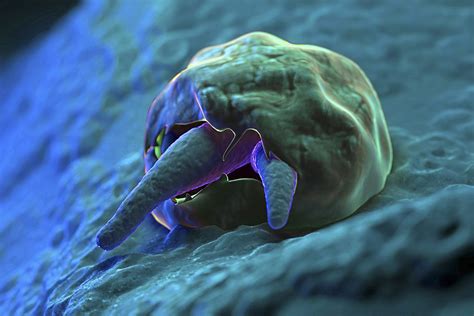  Cryptosporidium! This Tiny Parasite Can Cause Massive Headaches