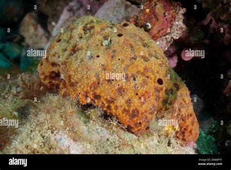  Ircinia Struens!  A Deep Dive into the Marvelous World of These Vibrant Encrusting Sponges