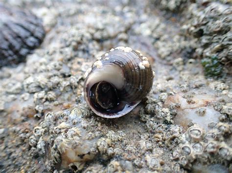  Littorina Littorea: Tunteeko tämä pikku simpukka kultaa ja kuinka se siirtää koko taloaan?