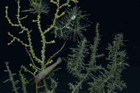  Steve the Stephanoscyphus! An Elegant Hydroid Colony Thriving in Deep Waters