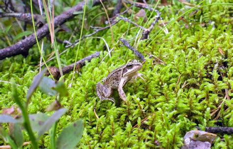  Vihta-Sammakko - Näin Tuhma Tekelee Veden Ja Maan Välistä!