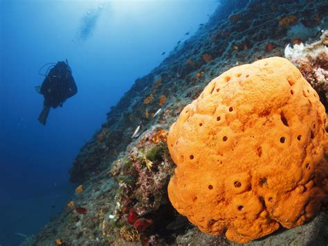  Wrestling  With Water: Why Are Woolly Sponges Such Remarkable Creatures?