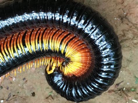  XyloCopa! A Millipede Known for Its Impressive Shield-like Plates and Elegant Movement